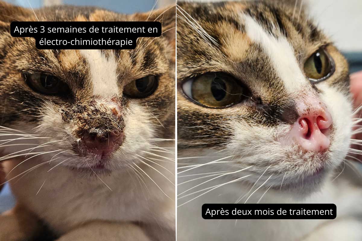 Après 3 semaines de traitement en électro-chimiothérapie, et après 2 mois.