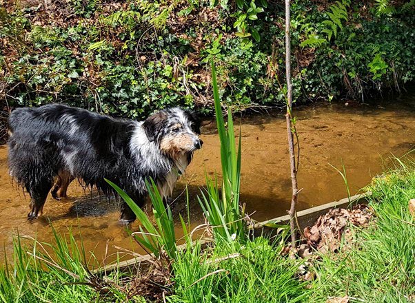 La leptospirose: maladie présente dans le sud-ouest chez le chien