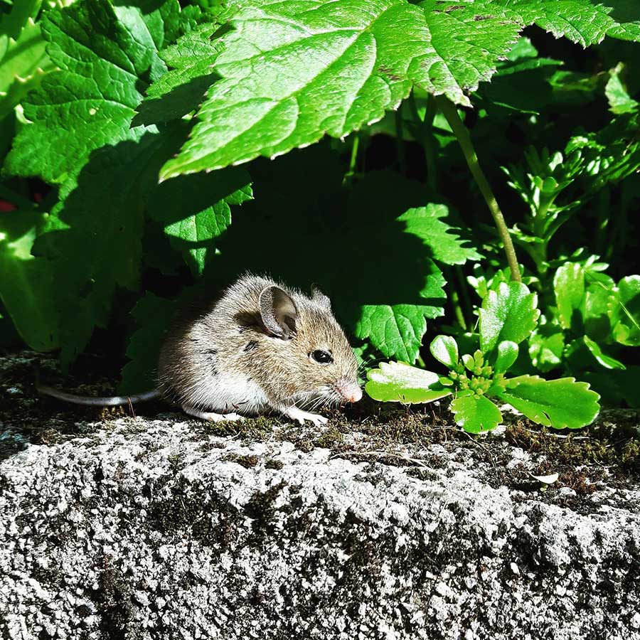 La leptospirose se transmet par l’urine de rongeurs comme les souris ou les rats.