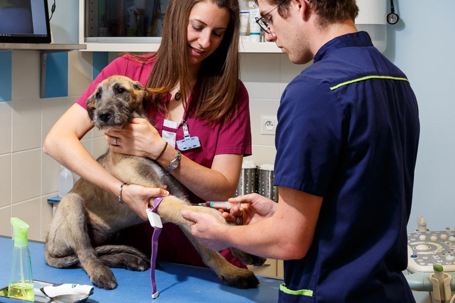 Dosage de la progestérone chez la chienne