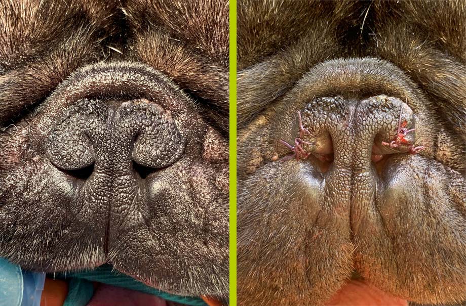 Narines avant et après rhinoplastie [N. PATTE, Clinique Biovet Peyrehorade]