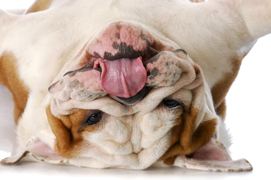 Le syndrome brachycéphale: anomalies touchant les chiens à nez aplati