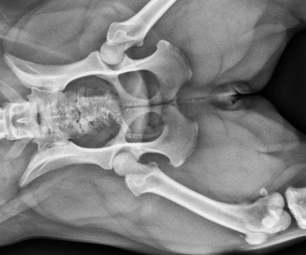 Imagerie médicale.
