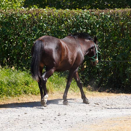 Les Chevaux