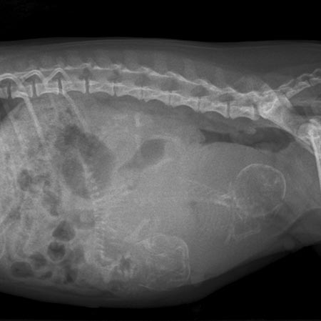 La Radiologie Numérique