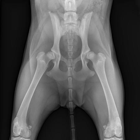 La Radiologie Numérique